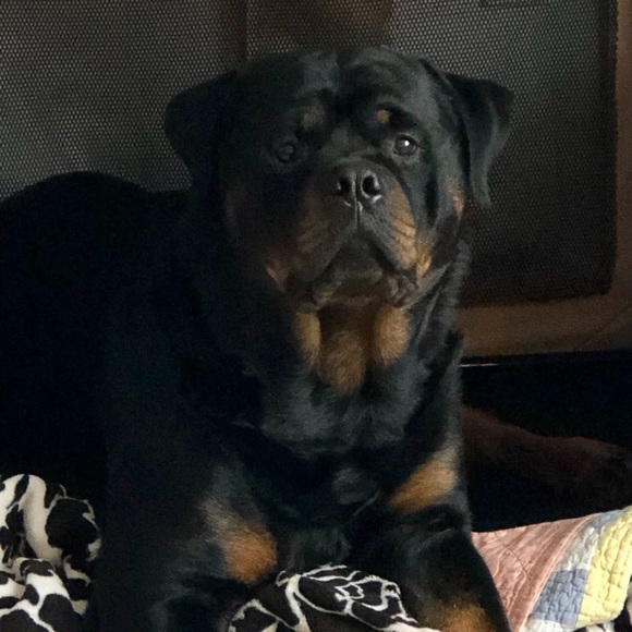 Meet your Posher, Anne - Picture 5 of 15